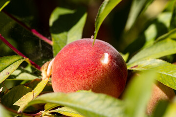 Closeup of peaches on the tree. 