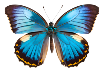 Beautiful tropical butterfly isolated design, colorful exotic insect wings pattern element, full closeup large Monarch butterfly in nature Ai generated