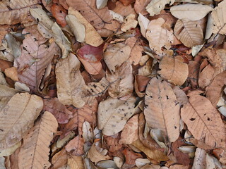 dry leaves piled up become a work of art that is naturally beautiful