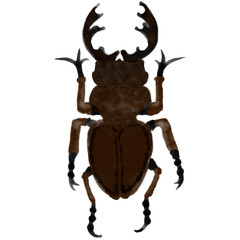 stag beetle isolated on white in watercolor