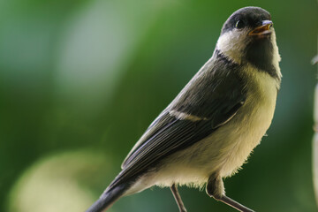Obraz premium Little tit flies to eat