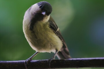 Little tit flies to eat
