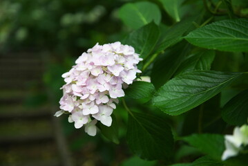 あじさい