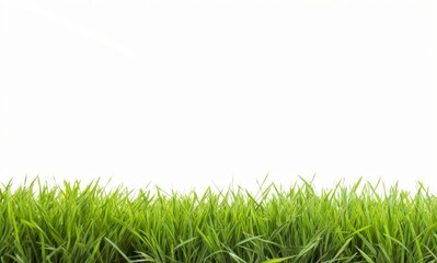 Fototapeta premium Fresh green grass isolated on white background