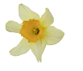 Yellow spring flowers daffodils isolated on white background. Narcissus flowers