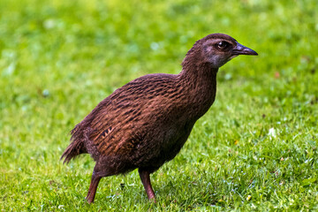 Weka bird in the grass