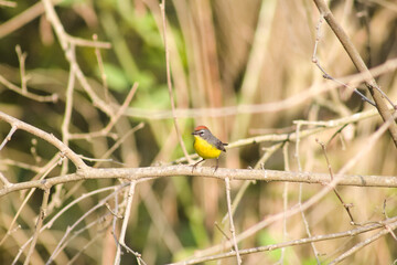 "Scarlet Crest: Vibrant Avian Beauty in Argentina"