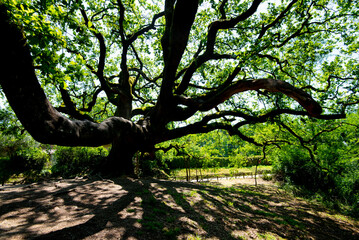 The Oak of the Witches - Italy - obrazy, fototapety, plakaty