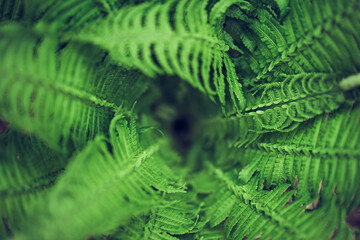 Top view of the background image of green fern leaves, the colors of spring leaves are ideal for seasonal use. High quality photo