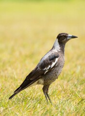  Magpie bird on the grass, New Zealand