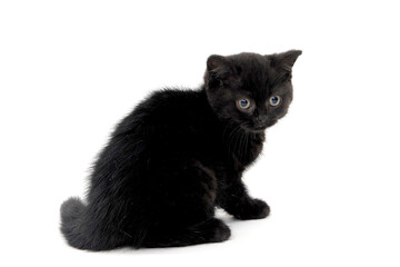 fluffy purebred black kitten sits sideways on an isolated background