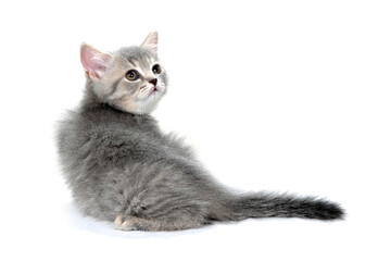 a small fluffy kitten on a white isolated background