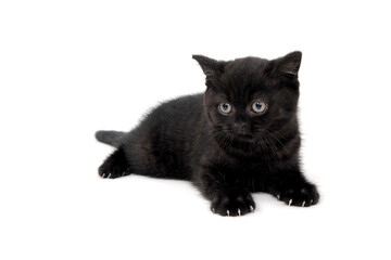 fluffy purebred black kitten sits sideways on an isolated background