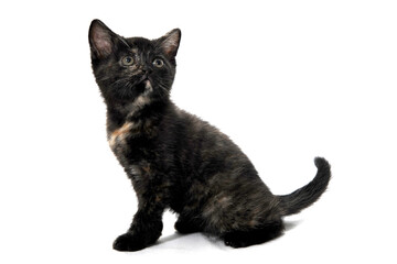 A gray purebred fluffy kitten sits on a white isolated background