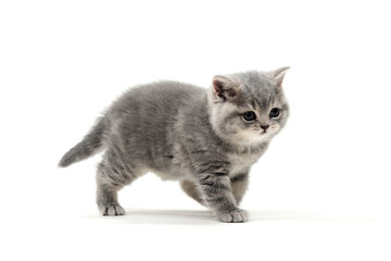 Obraz premium a small fluffy kitten on a white isolated background