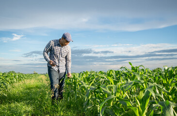 Naklejka na ściany i meble Agriculture production concept. young agronomist examines corn crop on field in summer. Farmer on corn field.Agronomist inspecting corn crops growing in the farm field.