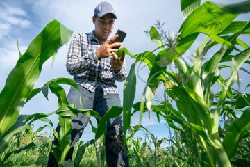 Naklejka na ściany i meble Agronomist using mobile phone to check the maturity of corn sprouts, agriculture comparing maize growth with internet technology application in agricultural corn field.
