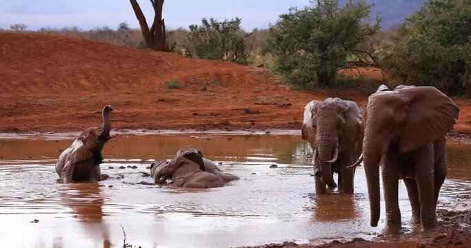 A family of elephants are playing in the water in the savannah