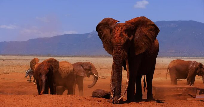 A family of elephants throw themselves from the red earth in the savannah