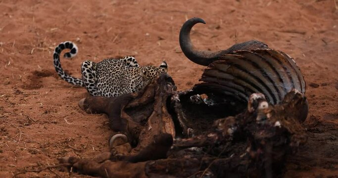 A leopard eats the remains of a buffalo in the savannah