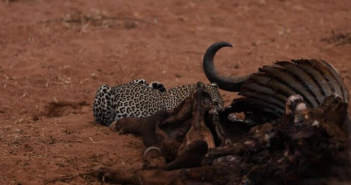 A leopard eats the remains of a buffalo in the savannah