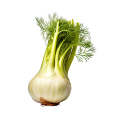 front view of Fennel vegetable isolated on transparent white background