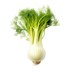 front view of Fennel vegetable isolated on transparent white background