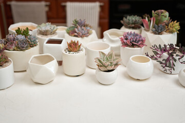 Echeveria Succulent house plant in a pot and other potted house plants on a table