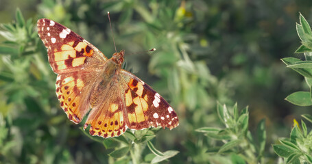 Vanessa Cardui is a well-known colorful butterfly known as the painted lady on the green grass