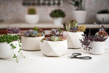 Echeveria Succulent house plant in a pot and other potted house plants on a table