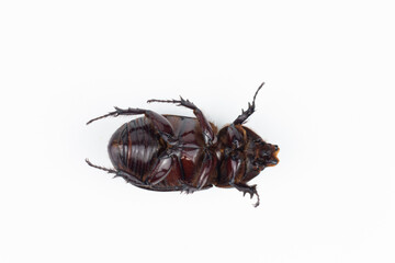 rhinoceros beetle isolated on white background. (Lucanus cervus)