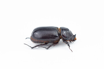 Stag beetle isolated on white background. (Lucanus cervus)