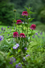 jeżówka w ogrodzie na tle zieleni © meegi