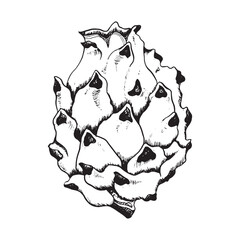 Pitaya dargon fruit black and white line sketch illustration. Vector pitahaya ink line drawing of exotic tropical plant