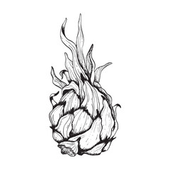 Whole pitaya dargon fruit with leaves black and white line sketch illustration. Vector pitahaya ink line drawing of exotic tropical plant