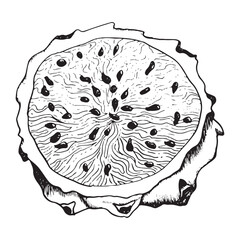 Round pitaya dragon fruit slice with seeds in detailed black white outline style illustration. Exotic tropical plant for textile, fabric, print, menu, digital design
