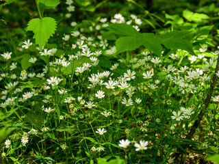 Fototapeta na wymiar White flowers in the spring forest