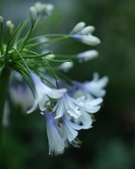 Fototapeta premium 美しいアガパンサスの花