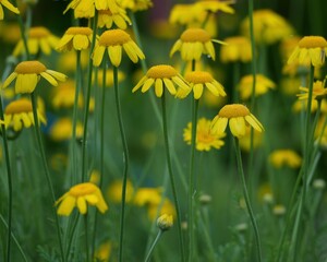 前ボケ、後ろボケ野原に可愛い菊の花