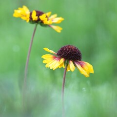 後ろボケ、前ボケ後ろボケ美しいのテンニンギクの花