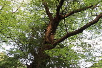 日差しを浴びる森の新緑