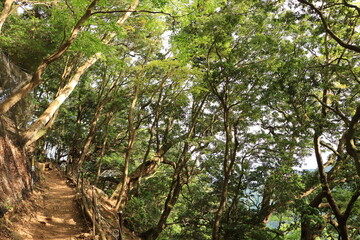 伊勢原の大山登山道の風景