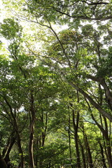 日差しが当たる森の木が風で揺れる風景