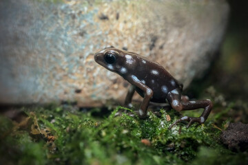 frog on the grass