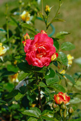 Beautiful roses Decor Arlequin in the garden. Growing roses in the garden
