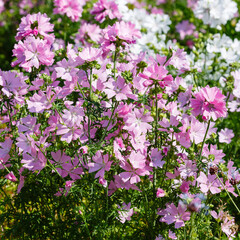 Musky mallow , or musky mallow (lat. Malva moschata ) is a plant species of the genus Malva
