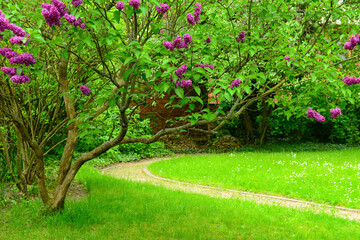 Beautiful lilac flowers in park on spring day