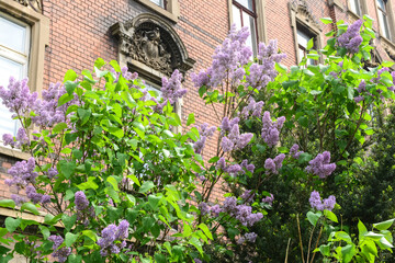 Fototapeta na wymiar Beautiful lilac tree near building on spring day