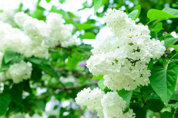 Beautiful white lilac flowers on spring day, closeup