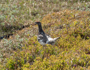 grouse in swedish mountain landscape